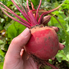 Hand holding homegrown beetroot